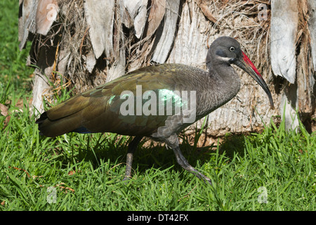 (Bostrychia Hagedash Ibis hagedash) sur l'herbe Banque D'Images