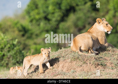 2014 La prochaine génération de la célèbre troupe de lions de marais le Maasai Mara au Kenya (Panthera leo) Banque D'Images