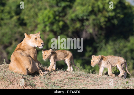 2014 La prochaine génération de la célèbre troupe de lions de marais le Maasai Mara au Kenya (Panthera leo) Banque D'Images