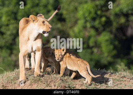 2014 La prochaine génération de la célèbre troupe de lions de marais le Maasai Mara au Kenya (Panthera leo) Banque D'Images