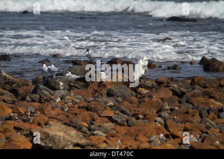 L'aigrette garzette et sternes Sandwich par mer au repos Banque D'Images