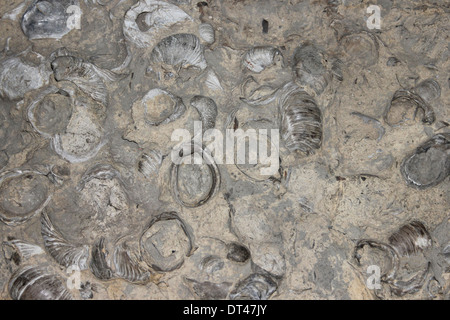 D'Huîtres fossilisées Gryphaea arcuata 'Devil's' ongle - Formation de mudstone Scunthorpe Banque D'Images