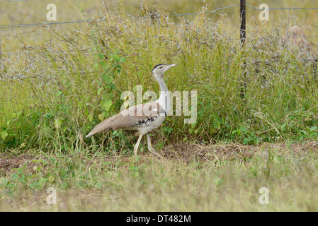 Australian bustard (Ardeotis australis) passant dans les prairies agricoles, Queensland, Australie. Banque D'Images