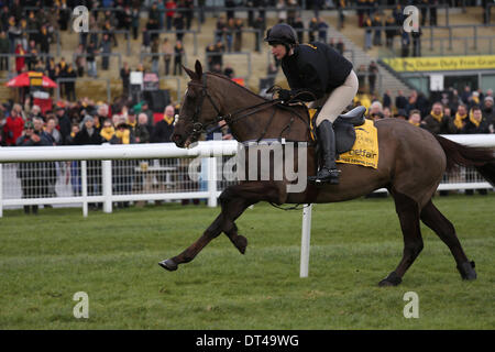 Newbury, Berkshire, Royaume-Uni. Le 08 février, 2014. S'amusant Denman avant la course nommé d'après lui au cours de la réunion du super samedi Betfair au Newbury Racecourse Credit : Action Plus Sport/Alamy Live News Banque D'Images