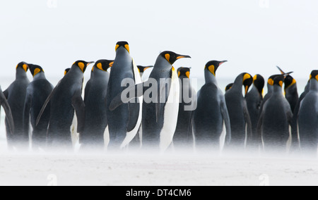 Manchots royaux dans la tempête Banque D'Images