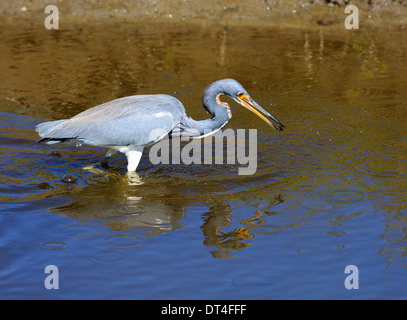 Aigrette tricolore (Egretta tricolor) en plumage nuptial la chasse pour la nourriture Banque D'Images