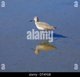 Willet (Tringa semipalmata) en plumage d'hiver sur South Padre Island, Texas Banque D'Images