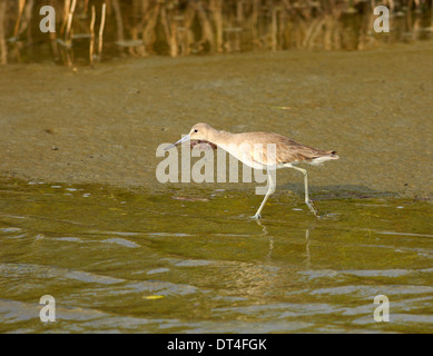 Willet (Tringa semipalmata) en plumage d'hiver sur South Padre Island, Texas Banque D'Images