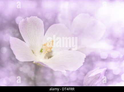 L'image de rêve d'une délicate rose mauve sauvage pavot dans ton violet Banque D'Images