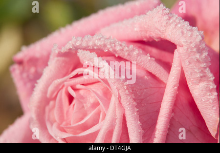 Libre de droit de cristaux de givre sur une belle rose rose Banque D'Images