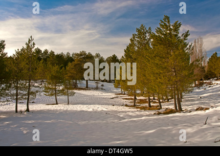 Paysage de neige, Parc Naturel des Sierras de Cazorla, Segura y Las Villas Jaen-province, région d'Andalousie, Espagne, Europe Banque D'Images