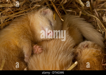 Les furets albinos blanc dormir dans un nid de paille Banque D'Images