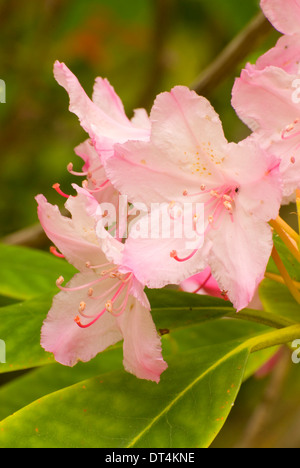 Rhododendron (Rhododendron macrophyllum du Pacifique), l'Oregon Dunes National Recreation Area, New York Banque D'Images