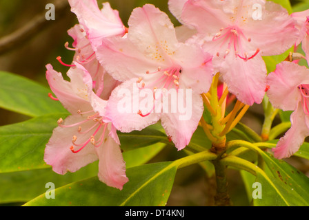 Rhododendron (Rhododendron macrophyllum du Pacifique), l'Oregon Dunes National Recreation Area, New York Banque D'Images