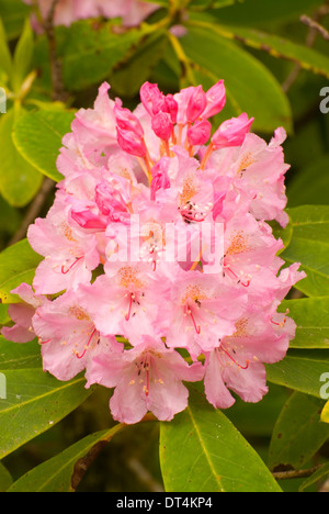 Rhododendron (Rhododendron macrophyllum du Pacifique), l'Oregon Dunes National Recreation Area, New York Banque D'Images