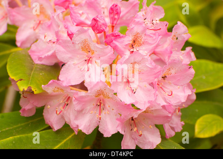 Rhododendron (Rhododendron macrophyllum du Pacifique), l'Oregon Dunes National Recreation Area, New York Banque D'Images