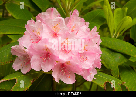 Rhododendron (Rhododendron macrophyllum du Pacifique), l'Oregon Dunes National Recreation Area, New York Banque D'Images