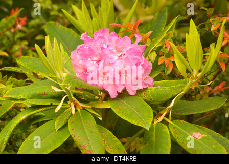 Rhododendron (Rhododendron macrophyllum du Pacifique), l'Oregon Dunes National Recreation Area, New York Banque D'Images