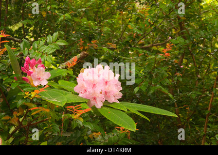 Rhododendron (Rhododendron macrophyllum du Pacifique), l'Oregon Dunes National Recreation Area, New York Banque D'Images