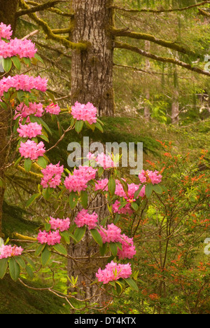 Rhododendron (Rhododendron macrophyllum du Pacifique), l'Oregon Dunes National Recreation Area, New York Banque D'Images