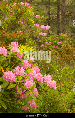 Rhododendron (Rhododendron macrophyllum du Pacifique), l'Oregon Dunes National Recreation Area, New York Banque D'Images
