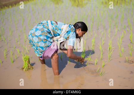 Les femmes indiennes plantent de jeunes plants de riz dans une rizière. L'Andhra Pradesh, Inde Banque D'Images