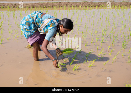 Les femmes indiennes plantent de jeunes plants de riz dans une rizière. L'Andhra Pradesh, Inde Banque D'Images