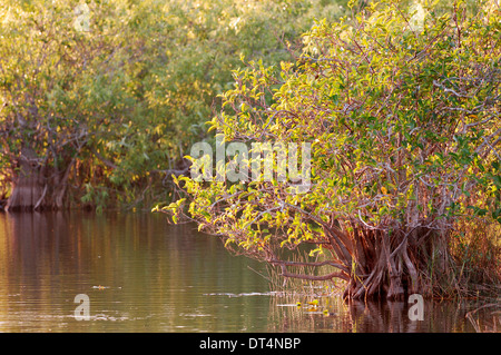 Mangrove rouge (Rhizophora mangle), parc national des Everglades, Florida, USA Banque D'Images