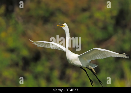 Grande Aigrette, aigrette garzette, Grande Aigrette commune ou Grand Héron blanc (Ardea alba, Casmerodius albus, Egretta alba), Florida, USA Banque D'Images