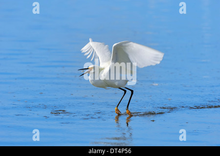 Snowy Egret (Egretta thula) with seized fish, Sanibel Island, Florida, USA Banque D'Images