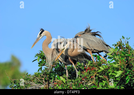 Grand Héron (Ardea herodias), paire au nid, Florida, USA Banque D'Images