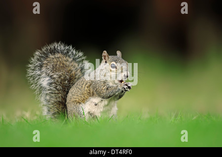 L'Écureuil gris ou l'Écureuil gris (Sciurus carolinensis), l'alimentation, Florida, USA Banque D'Images