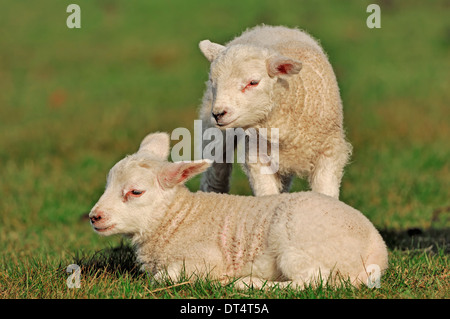 Les moutons domestiques, agneaux, Pays-Bas Banque D'Images