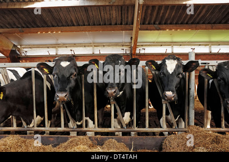 Bêtes Holstein dans une étable, Rhénanie du Nord-Westphalie, Allemagne Banque D'Images