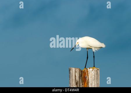 Aigrette neigeuse perché sur un poteau de pieux contre un ciel bleu Banque D'Images