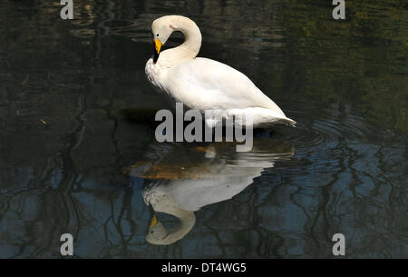 Kunming, province chinoise du Yunnan. Feb 9, 2014. Un cygne se repose dans le parc Yuantong de Kunming, capitale de la province chinoise du Yunnan au sud-ouest, le 9 février 2014. Le printemps est dans l'air comme la température de Kunming se réchauffe et fleurs entrez la saison de floraison récemment. © Lin Yiguang/Xinhua/Alamy Live News Banque D'Images