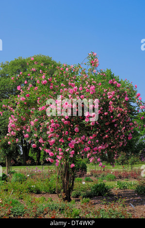 Shrub Rose (Rosa spec.) Banque D'Images