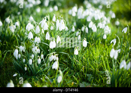 Soleil d'hiver brille à travers des amas de joli et délicat perce-neige blanc au milieu de l'herbe verte en Angleterre en janvier Banque D'Images