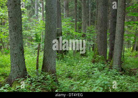 L'aulne et vieux sapins de la forêt de Bialowieza en été Banque D'Images