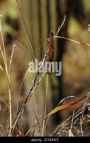 Tucson, Arizona, USA ; 8 février 2014 ; Bénévoles et employés de Saguaro National Park East, cenchrus cilié enlever une plante qui menace le désert de Sonora, à Tucson, Arizona, USA. Banque D'Images