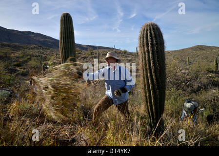 Tucson, Arizona, USA ; 8 février 2014 ; Bénévoles et employés de Saguaro National Park East, cenchrus cilié enlever une plante qui menace le désert de Sonora, à Tucson, Arizona, USA. Banque D'Images