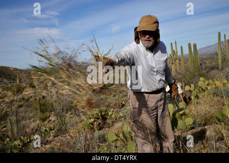 Tucson, Arizona, USA ; 8 février 2014 ; Bénévoles et employés de Saguaro National Park East, cenchrus cilié enlever une plante qui menace le désert de Sonora, à Tucson, Arizona, USA. Banque D'Images