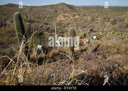 Tucson, Arizona, USA ; 8 février 2014 ; Bénévoles et employés de Saguaro National Park East, cenchrus cilié enlever une plante qui menace le désert de Sonora, à Tucson, Arizona, USA. Banque D'Images