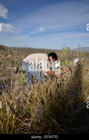 Tucson, Arizona, USA ; 8 février 2014 ; Bénévoles et employés de Saguaro National Park East, cenchrus cilié enlever une plante qui menace le désert de Sonora, à Tucson, Arizona, USA. Banque D'Images