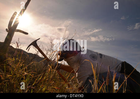 Tucson, Arizona, USA ; 8 février 2014 ; Bénévoles et employés de Saguaro National Park East, cenchrus cilié enlever une plante qui menace le désert de Sonora, à Tucson, Arizona, USA. Banque D'Images