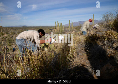 Tucson, Arizona, USA ; 8 février 2014 ; Bénévoles et employés de Saguaro National Park East, cenchrus cilié enlever une plante qui menace le désert de Sonora, à Tucson, Arizona, USA. Banque D'Images