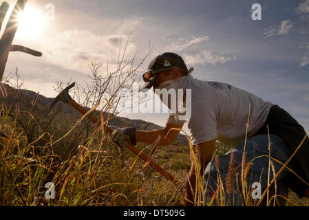 Tucson, Arizona, USA ; 8 février 2014 ; Bénévoles et employés de Saguaro National Park East, cenchrus cilié enlever une plante qui menace le désert de Sonora, à Tucson, Arizona, USA. Banque D'Images