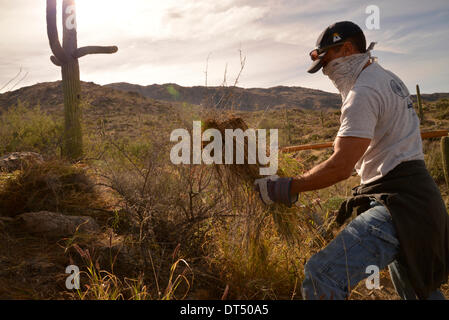 Tucson, Arizona, USA ; 8 février 2014 ; Bénévoles et employés de Saguaro National Park East, cenchrus cilié enlever une plante qui menace le désert de Sonora, à Tucson, Arizona, USA. Banque D'Images