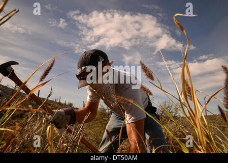 Tucson, Arizona, USA ; 8 février 2014 ; Bénévoles et employés de Saguaro National Park East, cenchrus cilié enlever une plante qui menace le désert de Sonora, à Tucson, Arizona, USA. Banque D'Images