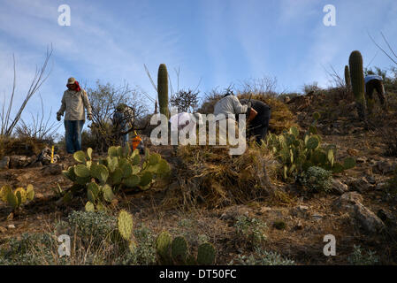 Tucson, Arizona, USA ; 8 février 2014 ; Bénévoles et employés de Saguaro National Park East, cenchrus cilié enlever une plante qui menace le désert de Sonora, à Tucson, Arizona, USA. Banque D'Images
